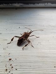 Leptoglossus occidentalis