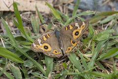 Junonia villida
