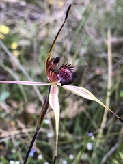 Caladenia ampla