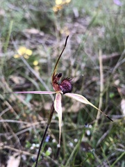Caladenia ampla
