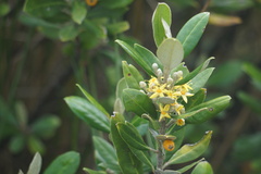 Corokia macrocarpa