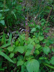 Coleus monostachyus