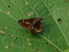 Hyarotis adrastus