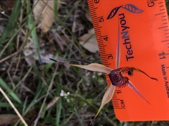 Caladenia ampla