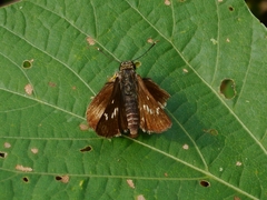 Hyarotis adrastus