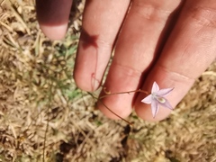 Wahlenbergia undulata