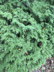 Thuja occidentalis