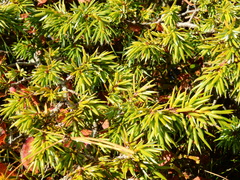Juniperus communis saxatilis