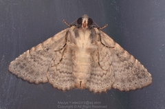 Pericyma cruegeri