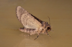Pericyma cruegeri