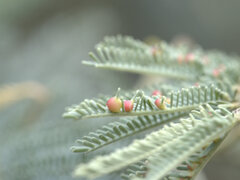 Austroacacidiplosis botrycephalae