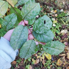 Podosphaera tridactyla