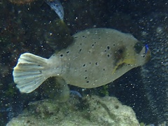 Arothron nigropunctatus