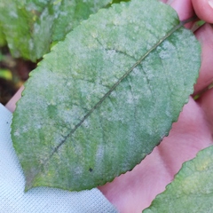 Podosphaera tridactyla