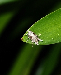 Atomotricha