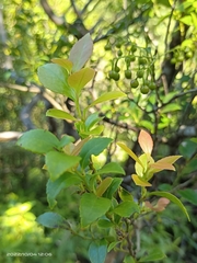 Vaccinium bracteatum wrightii