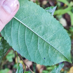 Podosphaera tridactyla
