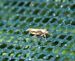 Atomotricha