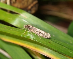 Atomotricha