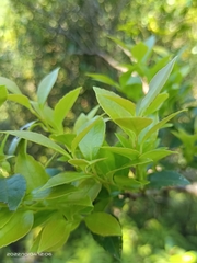 Vaccinium bracteatum wrightii
