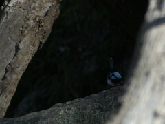 Malurus cyaneus cyanochlamys