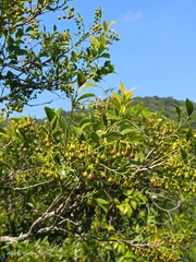 Vaccinium bracteatum wrightii