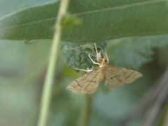 Musotima ochropteralis