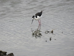 Himantopus mexicanus