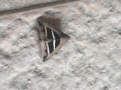 Grammodes bifasciata