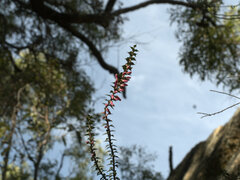 Epacris reclinata