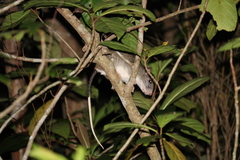 Uromys caudimaculatus