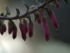 Epacris reclinata