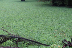 Pistia stratiotes