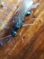 Myrmecina graminicola