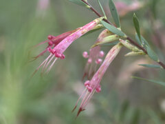 Styphelia triflora