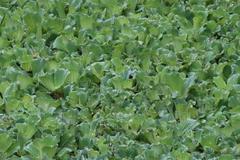 Pistia stratiotes