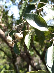 Styrax suberifolius