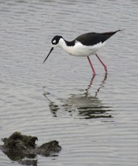 Himantopus mexicanus