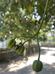 Scutellerini