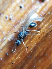 Myrmecina graminicola