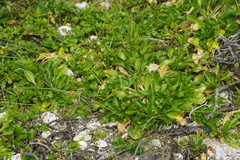 Lepidium rekohuense