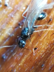 Myrmecina graminicola