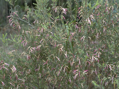 Styphelia triflora