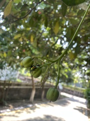 Scutellerini
