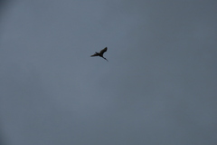 Threskiornis melanocephalus