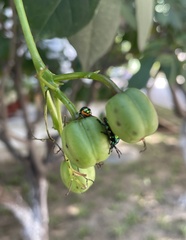 Scutellerini