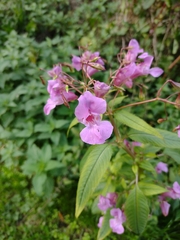 Impatiens glandulifera