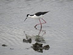 Himantopus mexicanus