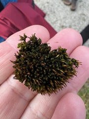 Orthotrichum anomalum