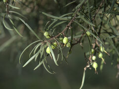 Persoonia linearis
